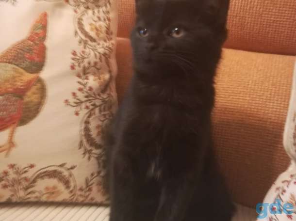Котенок ищет дом, фотография 2