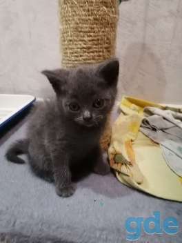 Котята, фотография 1