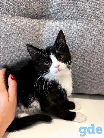 Котята в дар, фотография 5