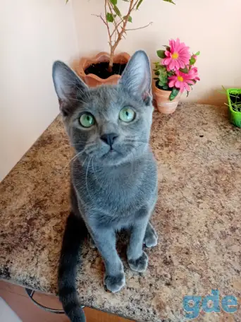 Котенок Русская Голубая, фотография 1