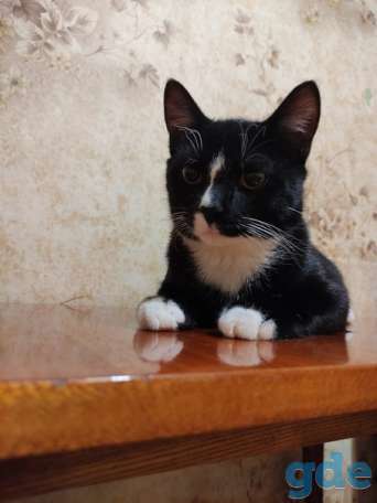 Котенок ищет дом, фотография 2