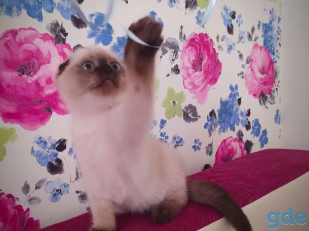 Шотландские котята, фотография 4