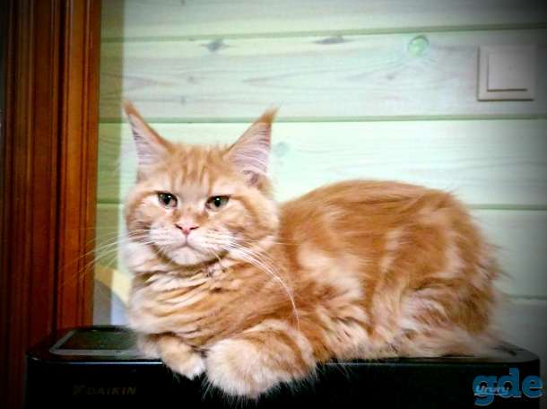 котята, фотография 1