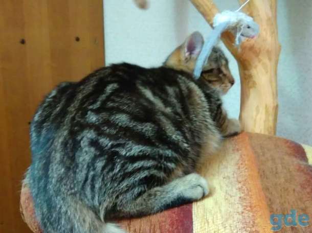 Котёнок в добрые руки, фотография 6