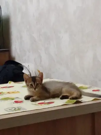 Абиссинский котенок, фотография 1