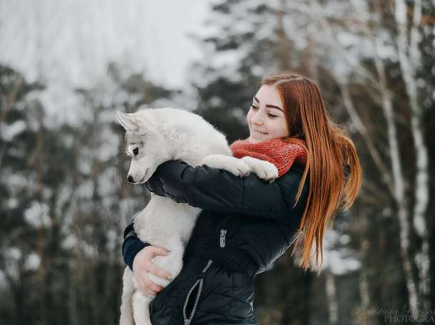 Продажа щенков маломутов,самоедов,хаски., фотография 4