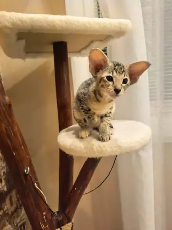 Ориентальный котенок, фотография 4