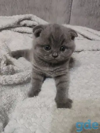 Котятки, фотография 5
