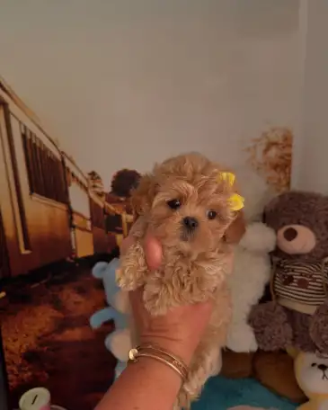 мини мальтипу ф1 девочка и мальчик  maltipoo f1 girl, фотография 9