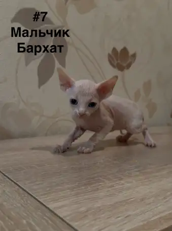 Котята канадского сфинкса браш, резинка, бархат, фотография 7