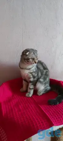 Шотландские котята с голубыми глазами, фотография 9