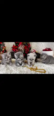 Котята шотландские, фотография 3