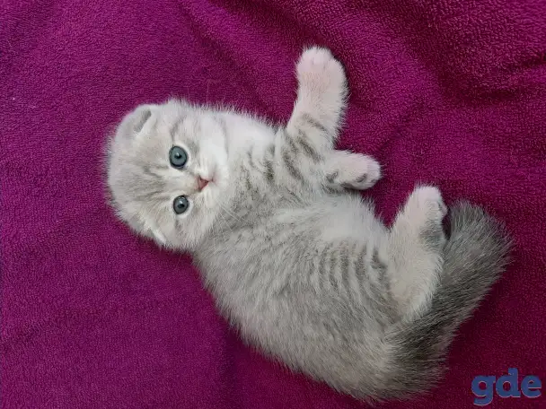 Шотландские котята от правильной вязки, фотография 1
