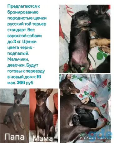 Породистые щенки той терьер, фотография 1