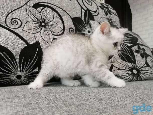 Котёнок, фотография 4