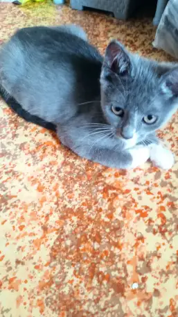 Отдам котят в хорошие руки!, фотография 1