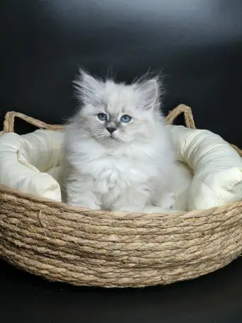 Котята от питомника Невский Шарм, фотография 2