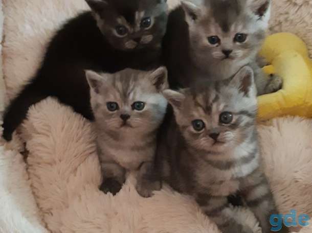 Продам чистокровных котят, фотография 1