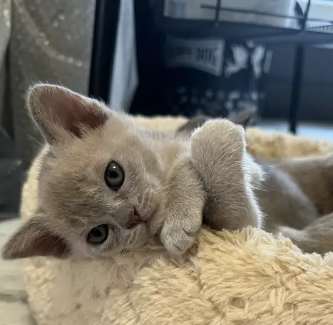 Продается котёнок Европейской бурмы, фотография 9