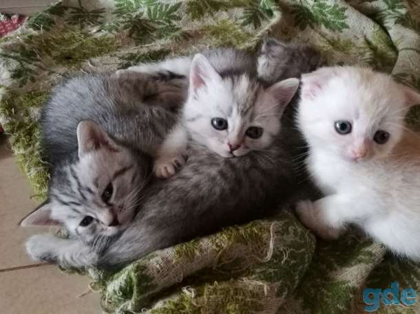 Шотландские котята. Пушистое счастье в ваш дом., фотография 1