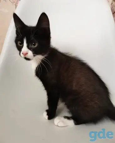 отдам котят, фотография 6