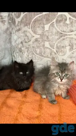 Отдам даром котят, фотография 1