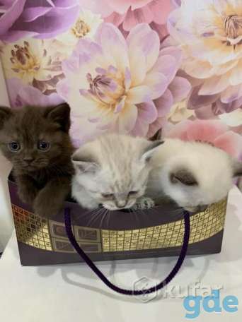 Продам британских котят готовы, фотография 3