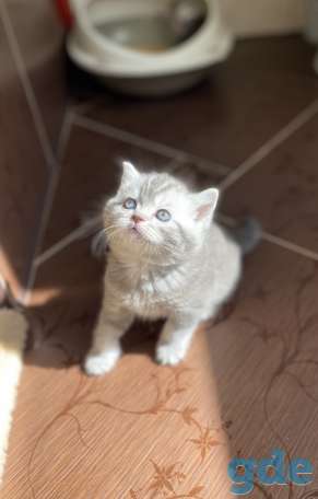 Шотландские котята, фотография 5