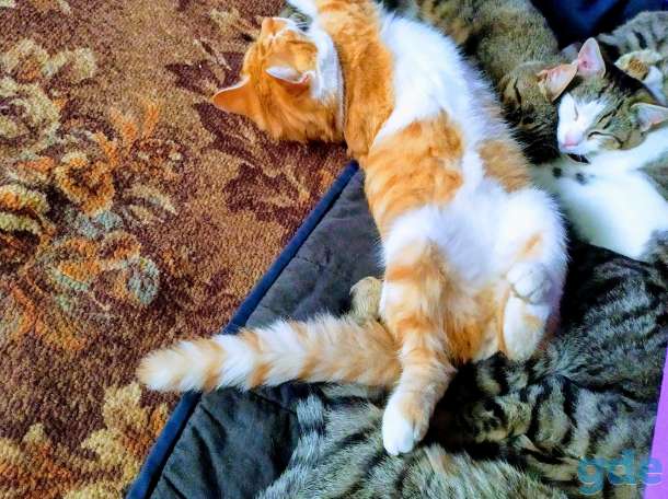 Котята в дар, фотография 9