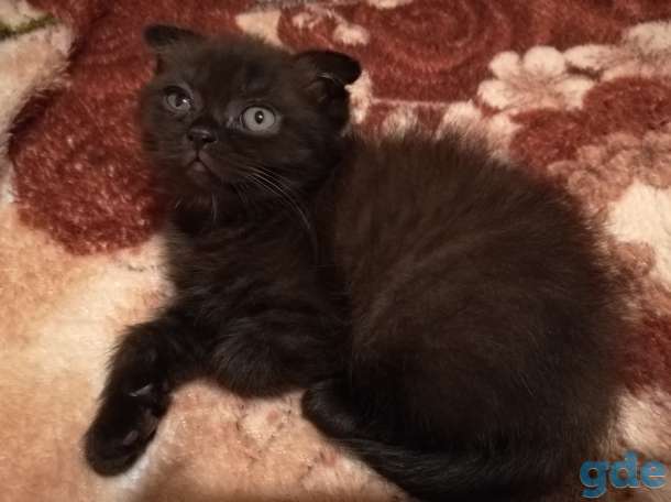 Шотландские котята., фотография 2