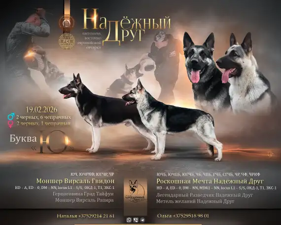 Щенки Восточно-европейской овчарки, фотография 1