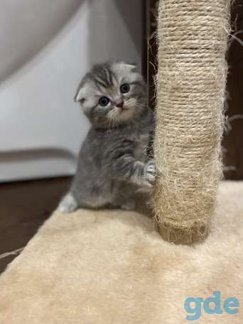 Шотландские котята, фотография 2