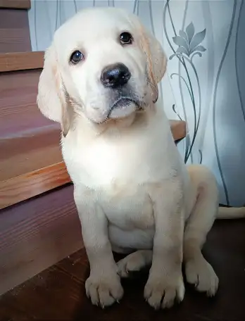Щенки лабрадора от питомника MercuryPuppy, фотография 3