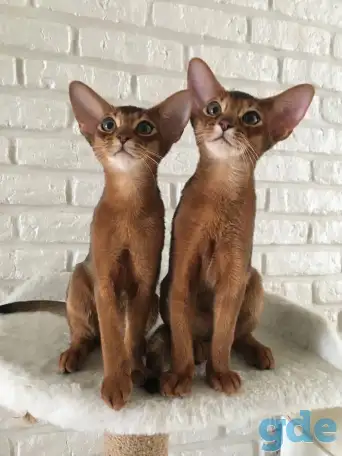 Абиссинские котята из питомника, фотография 4