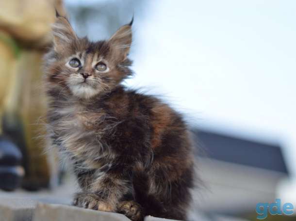 Мейн Кун котята, фотография 1