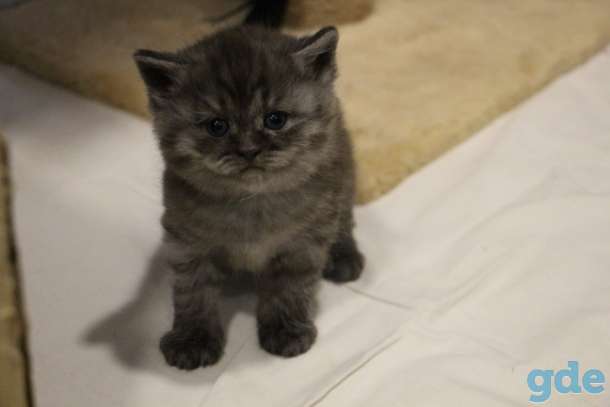 Котята шотландские, фотография 4