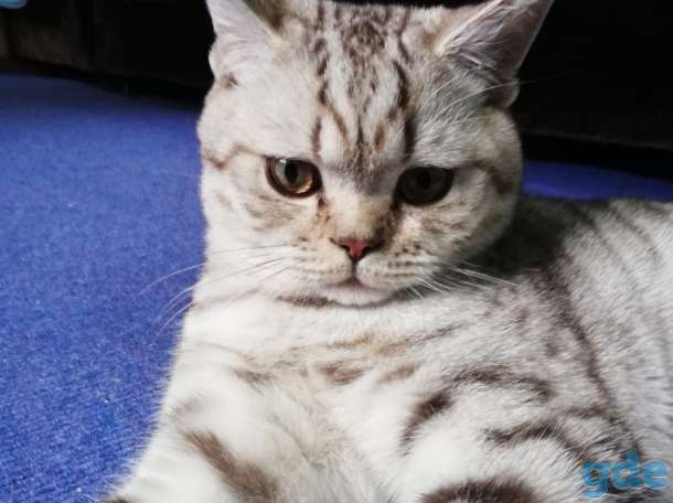 Шотландские котята, фотография 1