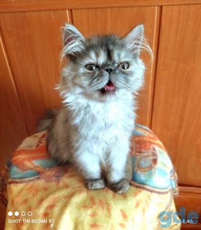 Персидские котята экстремалы чистокровные персы., фотография 8