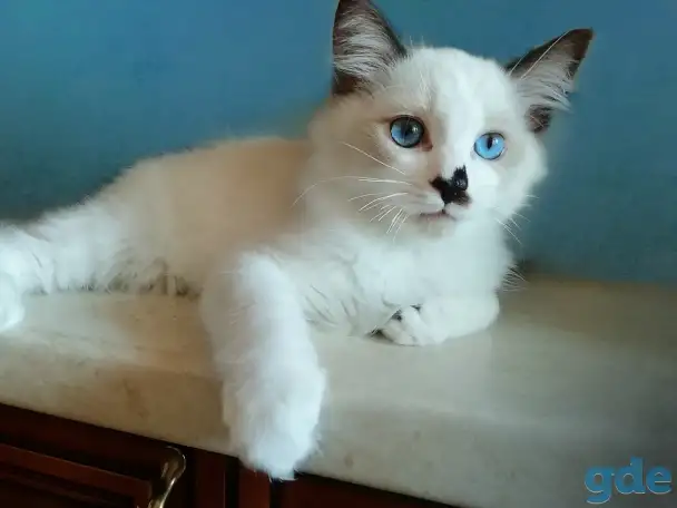 Котёнок Рэгдолл в любящую семью, фотография 3