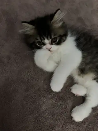 Продам персидских котят, фотография 5