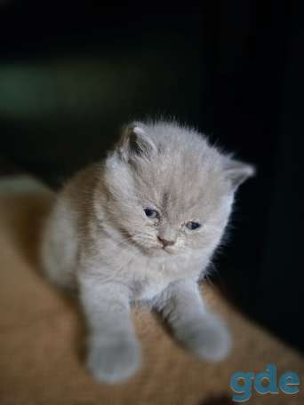 Шотландский котенок, фотография 16