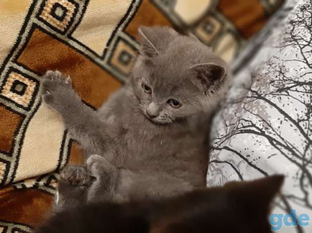 Котята, фотография 1