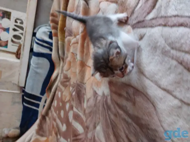 Котята в дар, фотография 8