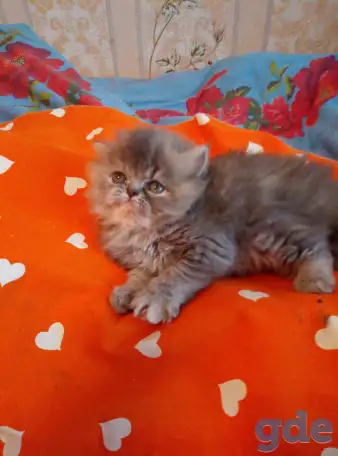 Экзотические плюшевые короткошетстные мраморные котята, фотография 5