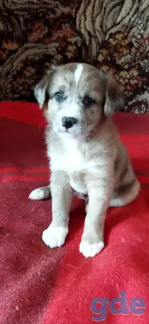 Щенки 1 месяц в добрые руки, от умной и красивой мамы, вырастут небольшие., фотография 1