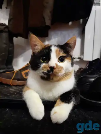 Котята, фотография 4