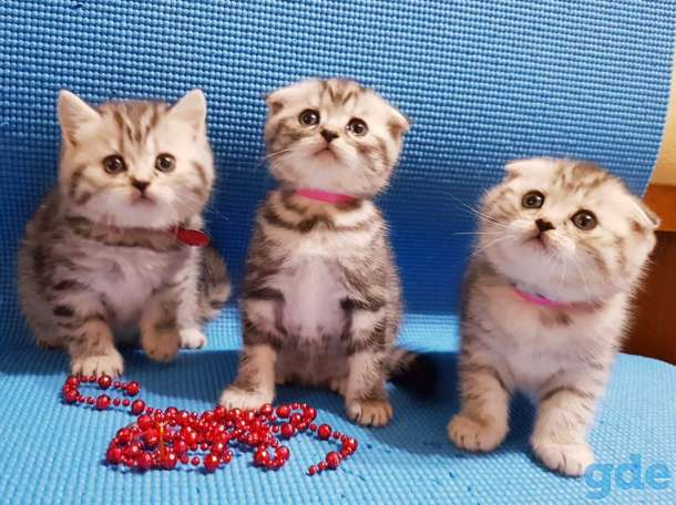 Шотландские вислоухие девочки, фотография 1