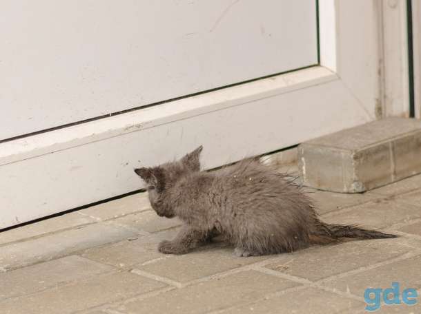 Котенок, фотография 7