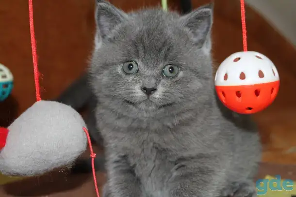 Котята британцы, фотография 4
