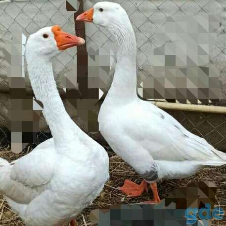 Гуси, фотография 2